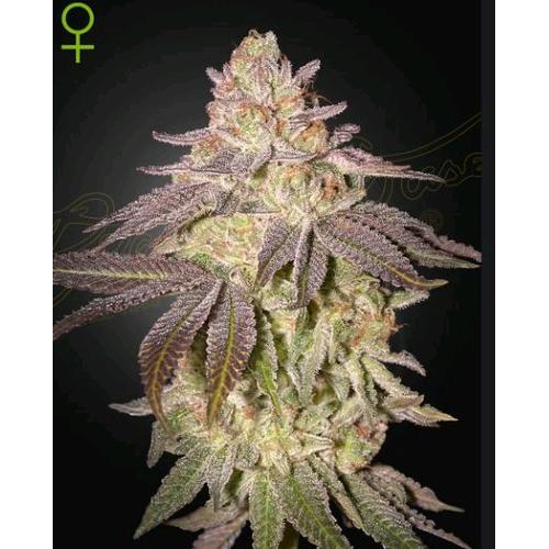 GREEN HOUSE - BLACK TOFFEE AUTO - 10 SEMI
