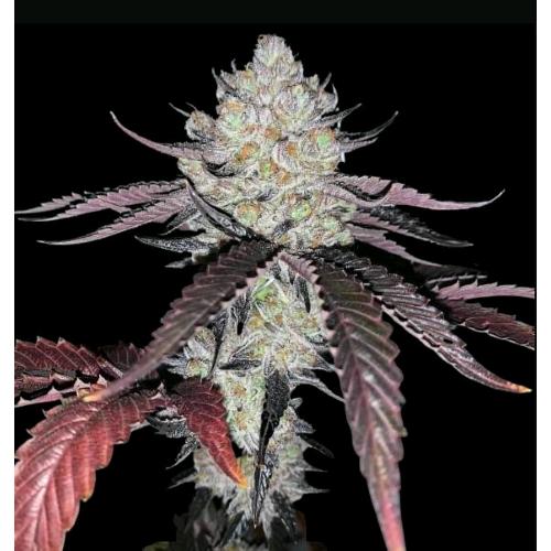 COMPOUND GENETICS - MARSHMALLOW OG FEM - 5 SEMI
