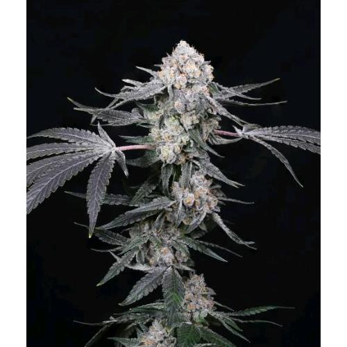 COMPOUND GENETICS - HIGH SOCIETY FEM - 5 SEMI