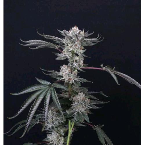 COMPOUND GENETICS - LUXAR DOS FEM - 5 SEMI