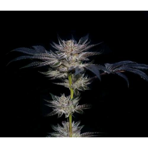 COMPOUND GENETICS - SLIPSTREAM FEM - 5 SEMI