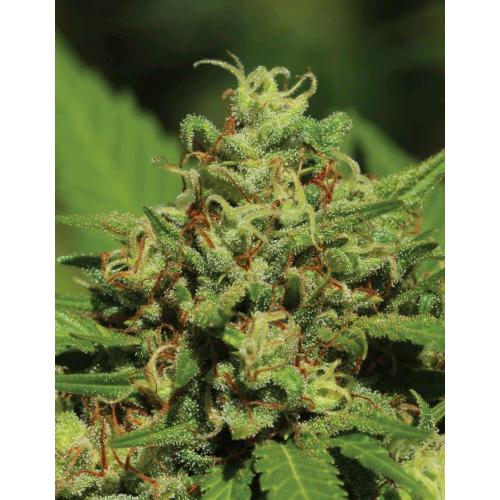 HUMBOLDT SEED COMPANY - EMERALD FIRE OG FEM - 5 SEMI