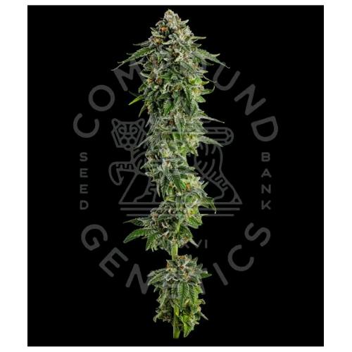 COMPOUND GENETICS - JET PUFT FEM - 5 SEMI