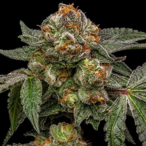 RIPPER SEEDS - ZAKE FEM - 5 SEMI