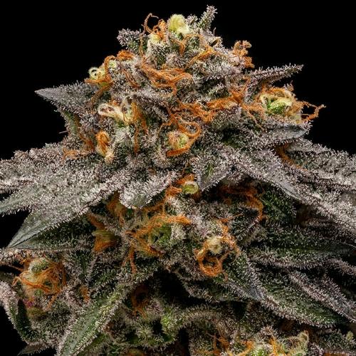 RIPPER SEEDS - SHIMO FEM - 3 SEMI