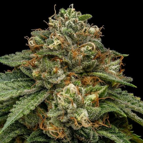 RIPPER SEEDS - KROMA FEM - 1 SEME