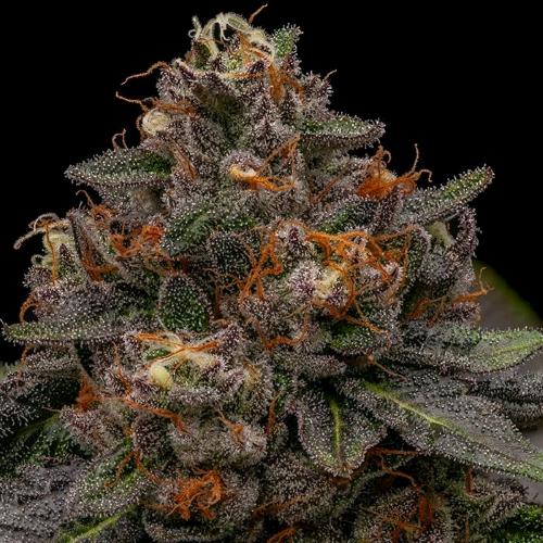 RIPPER SEEDS - KORENJI FEM - 5 SEMI