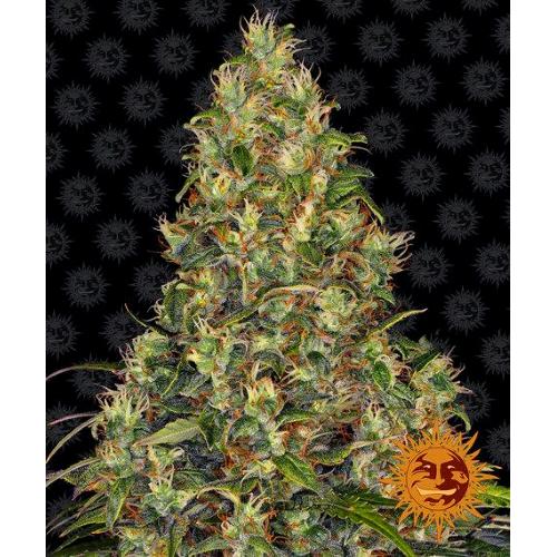 BARNEY'S FARM - AMNESIA HAZE AUTO - 3 SEMI