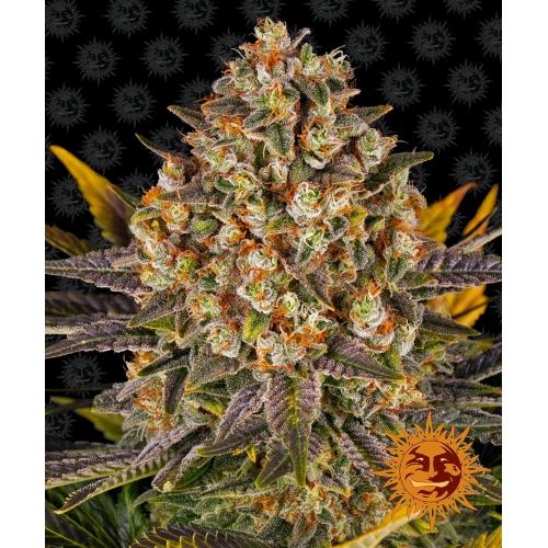 BARNEY'S FARM - BANANA PUNCH FEM - 3 SEMI