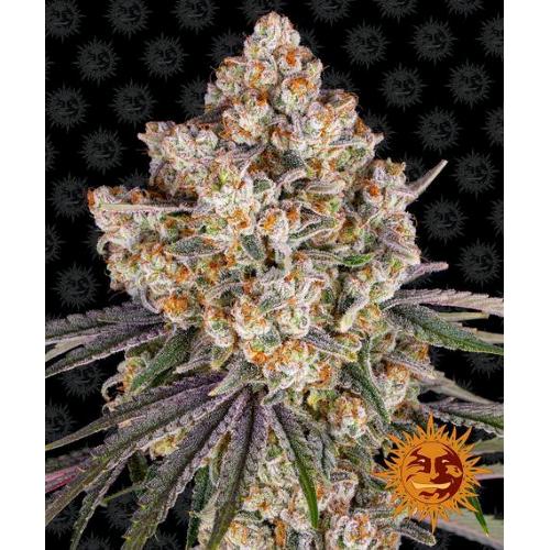 BARNEY'S FARM - ICE CREAM CAKE FEM - 10 SEMI
