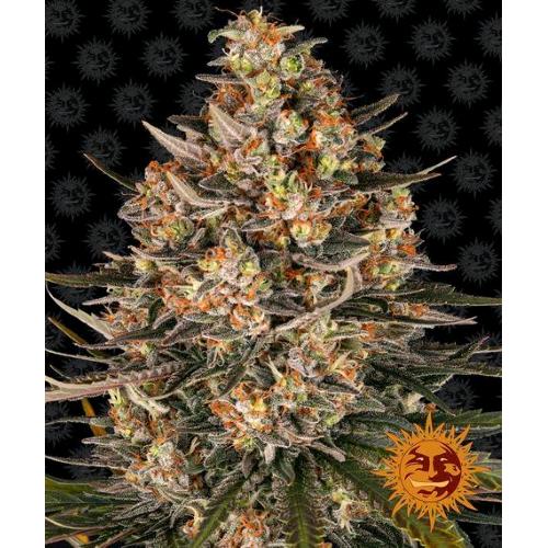 BARNEY'S FARM - LEMON DRIZZLE  FEM - 10 SEMI