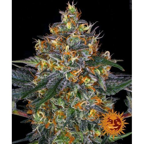 BARNEY'S FARM - MOBY DICK AUTO - 10 SEMI
