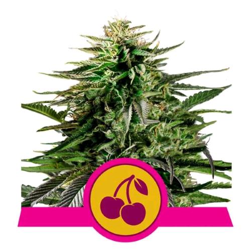NEW - ROYAL QUEEN SEEDS - CHERRY PIE FEM - 5 SEMI