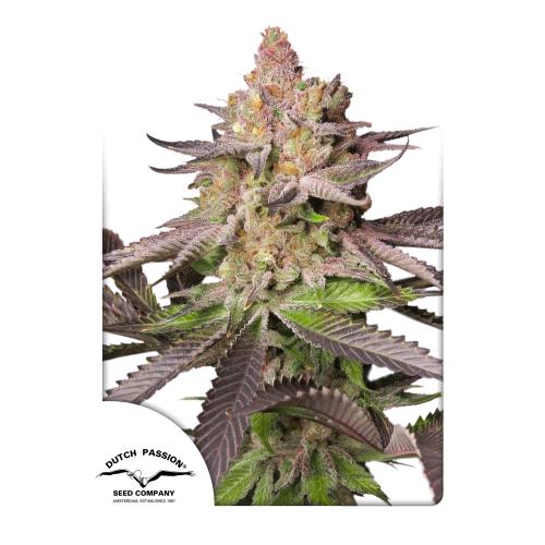 DUTCH PASSION - MELONADE RUNTZ AUTO - 7 SEMI