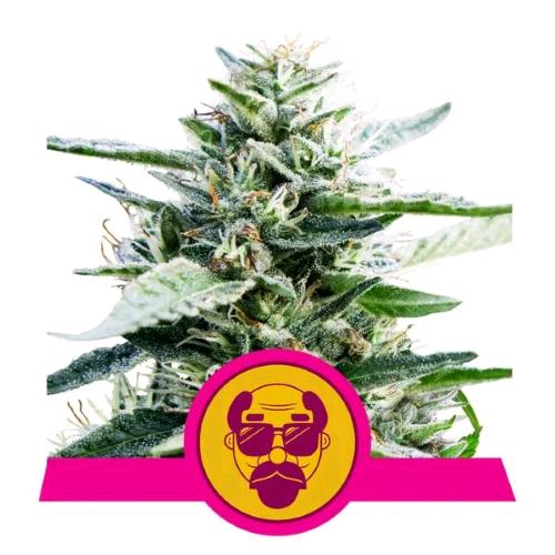 NEW - ROYAL QUEEN SEEDS - GRANDADDY PURPLE FEM - 1 SEME