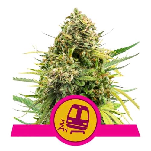 NEW - ROYAL QUEEN SEEDS - TRAINWRECK FEM - 3 SEMI