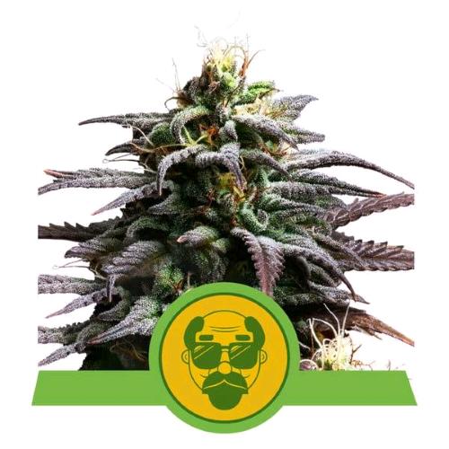 NEW - ROYAL QUEEN SEEDS - TRAINWRECK AUTO - 5 SEMI