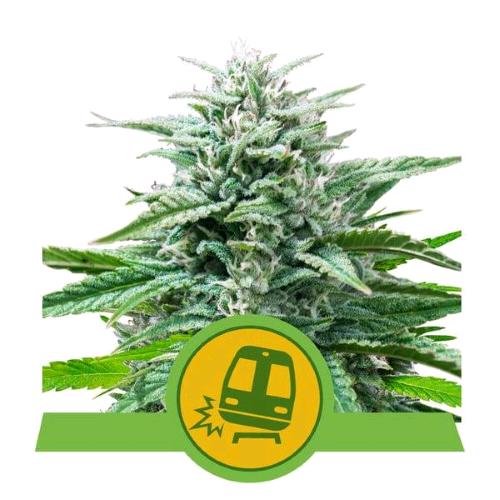 NEW - ROYAL QUEEN SEEDS - TRAINWRECK AUTO - 1 SEME