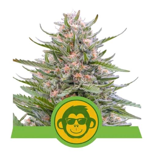 NEW - ROYAL QUEEN SEEDS - GRAPE APE AUTO - 5 SEMI