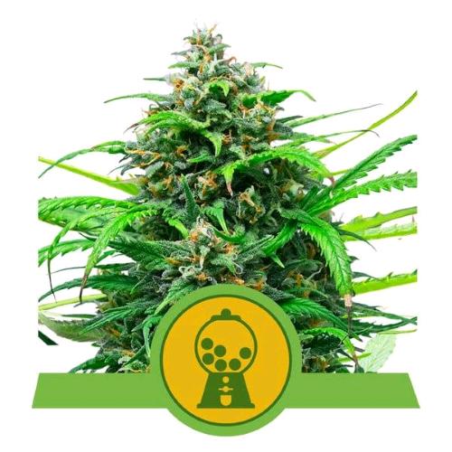 NEW - ROYAL QUEEN SEEDS - PINK RUNTZ AUTO - 10 SEMI
