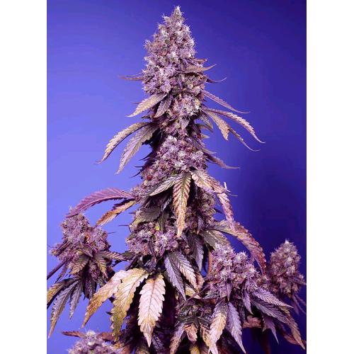 SWEET SEEDS - BLACK MUFFIN FEM - F1 FAST VERSION - 5+1 SEMI