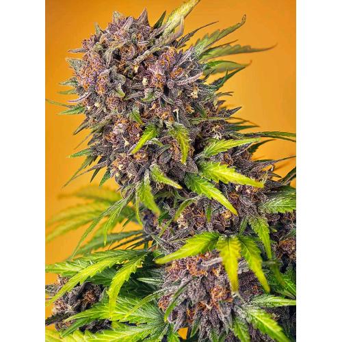 SWEET SEEDS - DIABLO ROJO XL AUTO - 25 SEMI