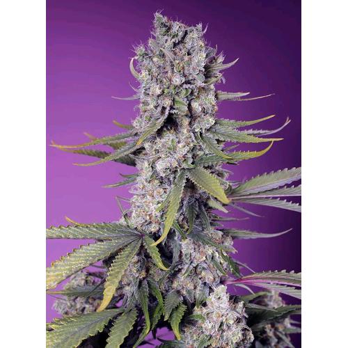 SWEET SEEDS - PAPAYA ZOAP AUTO - 5+2 SEMI