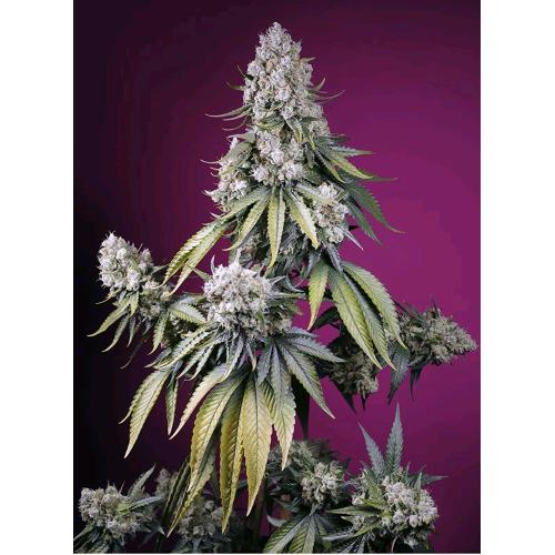 SWEET SEEDS - JEALOUSY Z XL AUTO - 25 SEMI