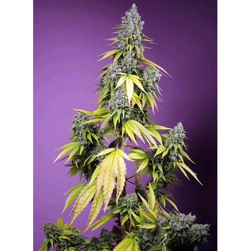 SWEET SEEDS - JET FUEL MANDARINE XL AUTO - 5+2 SEMI