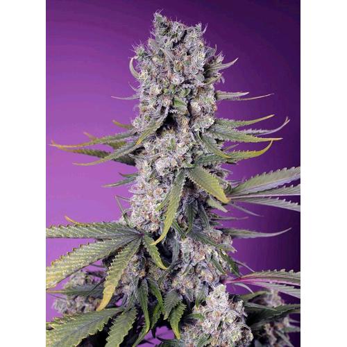 SWEET SEEDS - PAPAYA ZOAP FEM - F1 FAST VERSION - 500 SEMI