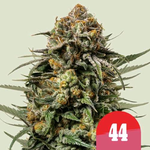 ROYAL QUEEN SEEDS X TYSON - GELATO 44 FEM - 10 SEMI