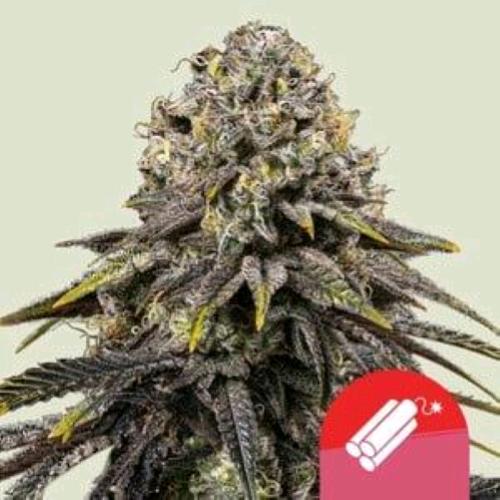 ROYAL QUEEN SEEDS X TYSON - DYNAMITE DIESEL FEM - 10 SEMI