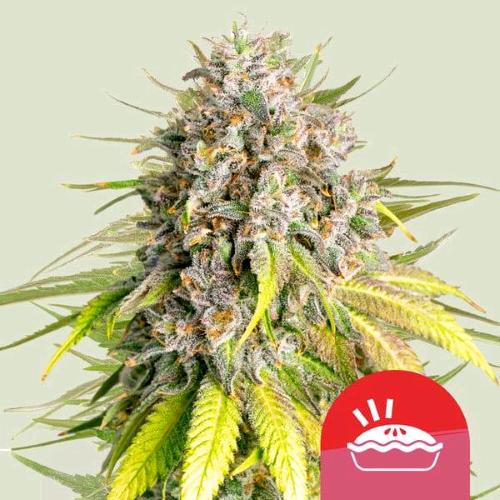 ROYAL QUEEN SEEDS X TYSON - PUNCH PIE FEM - 10 SEMI