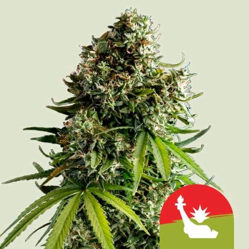 ROYAL QUEEN SEEDS X TYSON - NYC SOUR D AUTO - 10 SEMI