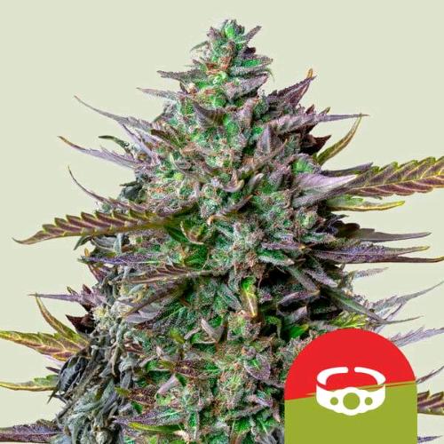 ROYAL QUEEN SEEDS X TYSON - GOAT'LATO AUTO - 10 SEMI