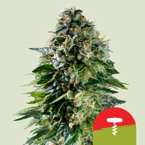 ROYAL QUEEN SEEDS X TYSON - CORKSCREW AUTO - 1 SEME