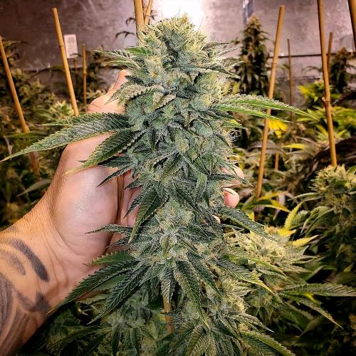 HUMBOLDT SEEDS - GEIST OG FEM FAST FLOWERING - 5 SEMI