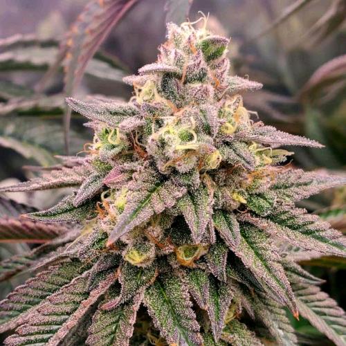 HUMBOLDT SEEDS - FORBIDDEN FRUIT FEM FAST FLOWERING - 5 SEMI