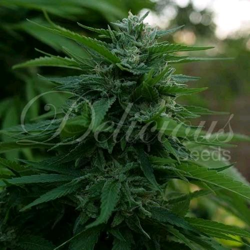 DELICIOUS SEEDS - LORD KUSH FEM - 10 SEMI
