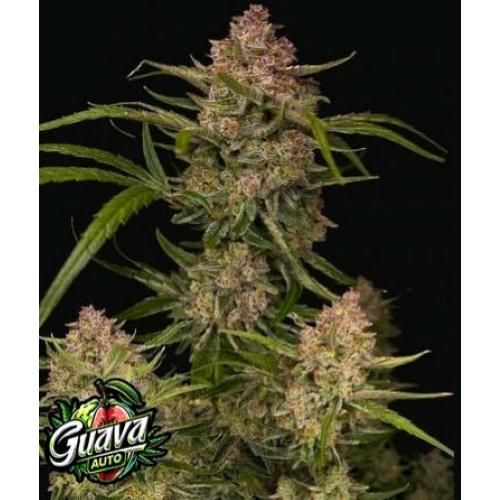 FAST BUDS - GUAVA AUTO - 3 SEMI