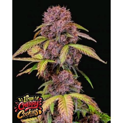 FAST BUDS - LEMON CHERRY COOKIES AUTO - 10 SEMI