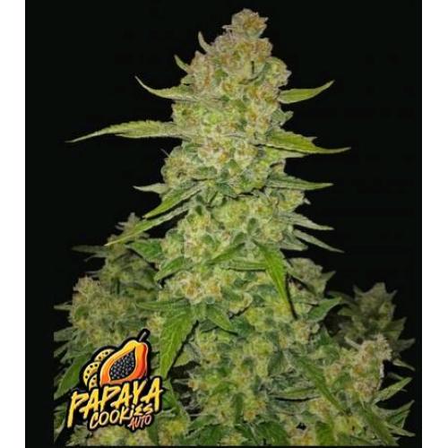 FAST BUDS - PAPAYA COOKIES AUTO - 5 SEMI