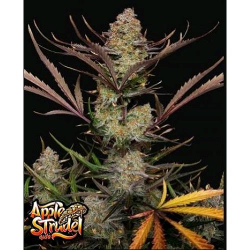 FAST BUDS - APPLE STRUDEL AUTO - 5 SEMI