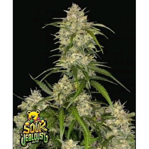 FAST BUDS - SOUR JEALOUSY AUTO - 100 SEMI
