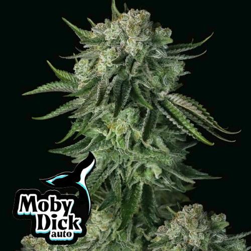 FAST BUDS - MOBY DICK AUTO - 50 SEMI