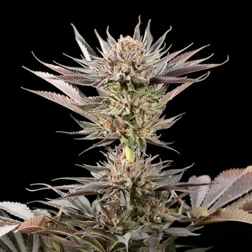 SILENT SEEDS - LEMON TREE 2.0 FEM - 3 SEMI