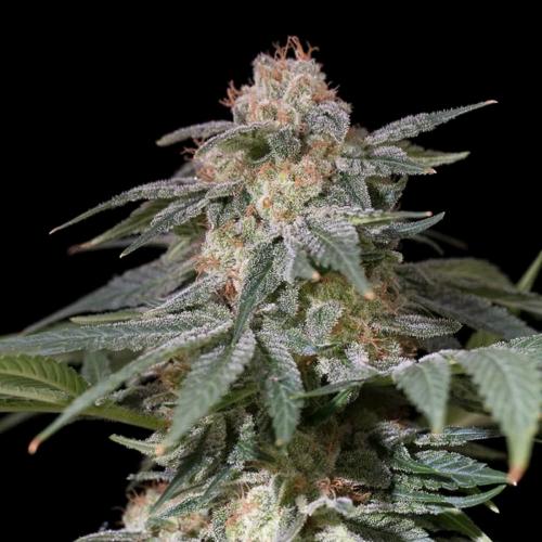 SILENT SEEDS - LEMON TREE FAST FEM - 3 SEMI