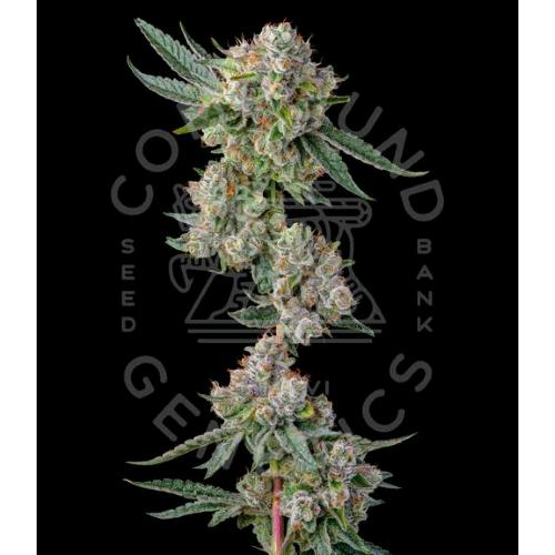 COMPOUND GENETICS - GLUE 31 FEM - 7 SEMI