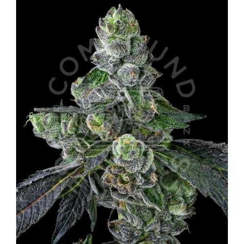 COMPOUND GENETICS - GOOFIEZ FEM - 7 SEMI