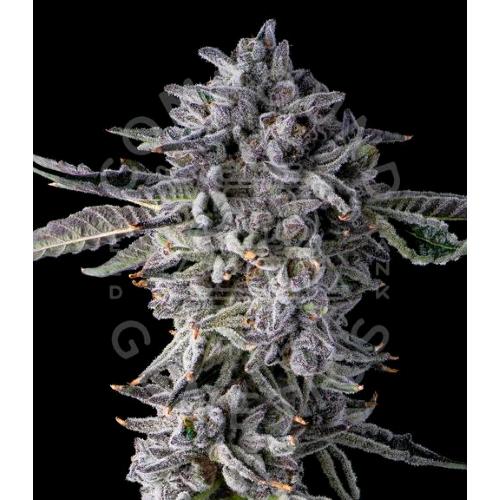 COMPOUND GENETICS - CANDY BEVELZ FEM - 7 SEMI
